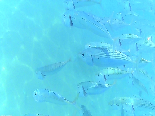 Golden-striped Mackerel