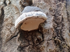 Fomes fomentarius image