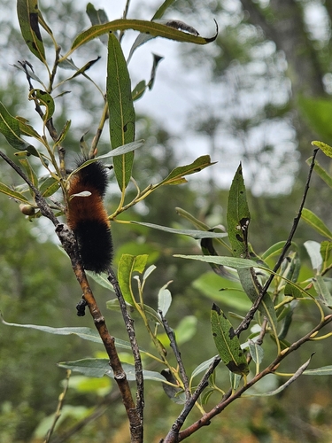 Isabella Tiger Moth