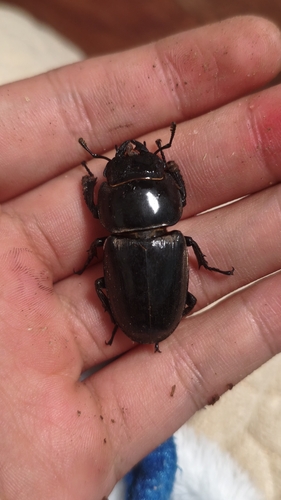 Serrognathus titanus platymelus