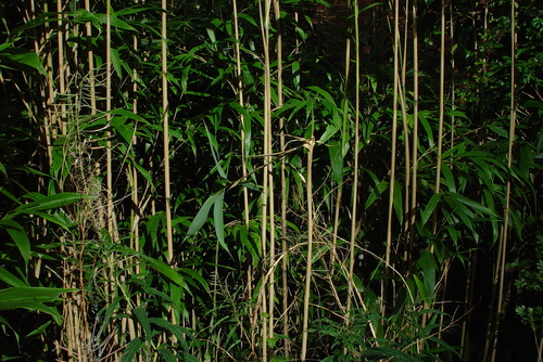 Pseudosasa japonica, 2026-09-17