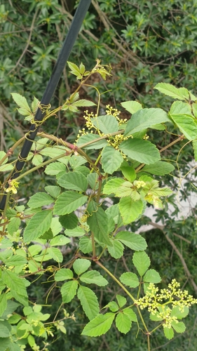Bushkiller