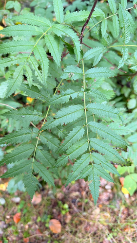 European mountain ash