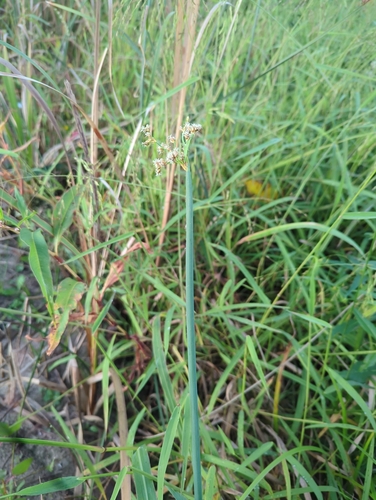 soft-stemmed bulrush