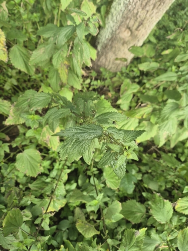 great stinging nettle