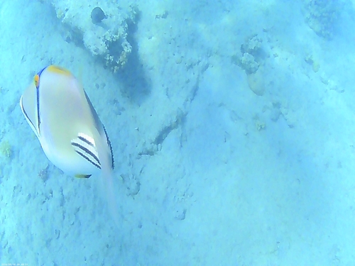 Arabian Picasso Triggerfish