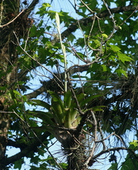 Tillandsia heterophylla