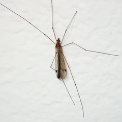 Tipula macrophallus