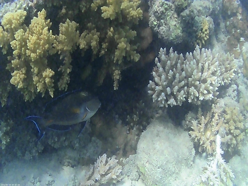 Sohal Surgeonfish