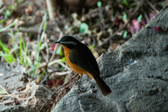 Cossypha semirufa