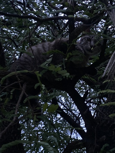 Domestic Cat