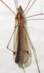 Tipula macrophallus
