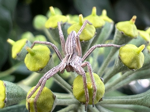 European Nursery Web spider