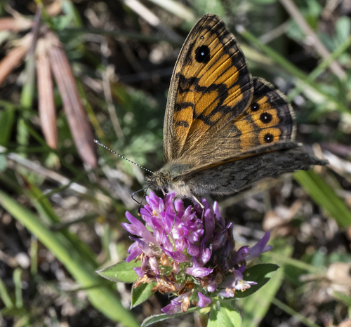 Wall Brown