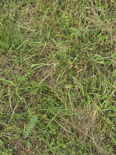 Dropwort