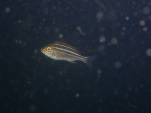 Parapristipoma trilineatum observed 2026-09-05