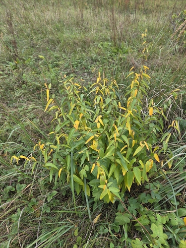 Swallow-wort