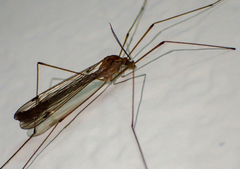 Tipula macrophallus
