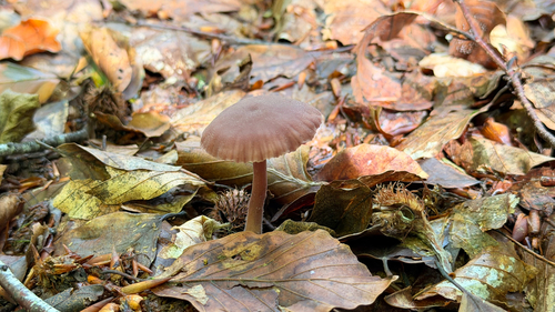 Amethyst Deceiver