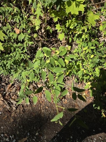 Erect Clematis