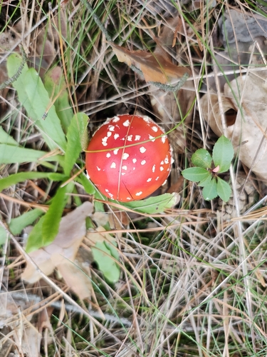 Fly Agaric