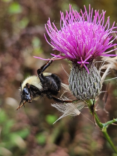 Half-black Bumble Bee