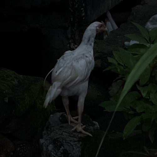 Domestic Chicken