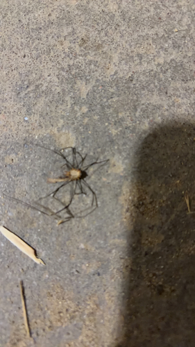 European Harvestman