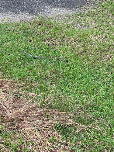 Indo-Chinese Rat Snake