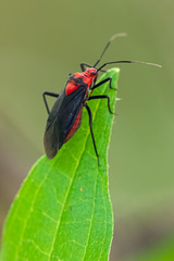 Capsodes bicolor