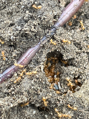 Common European Thief Ant