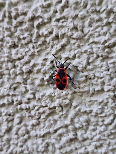 European Firebug