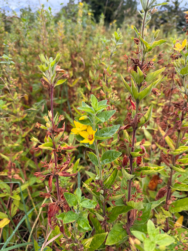 Dotted Loosestrife
