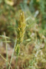 Bromus hordeaceus