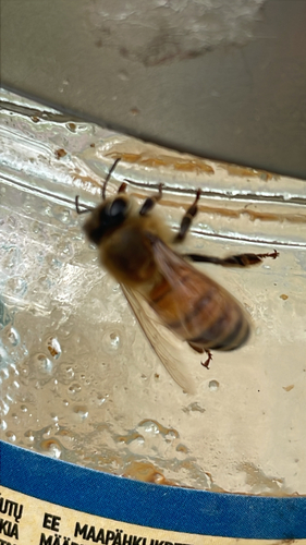 Western Honey Bee
