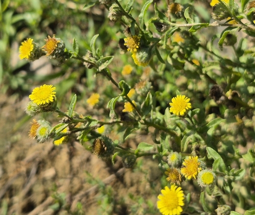 Common Fleabane