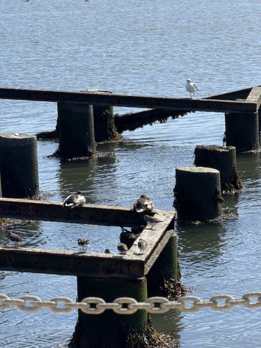 Ruddy Turnstone