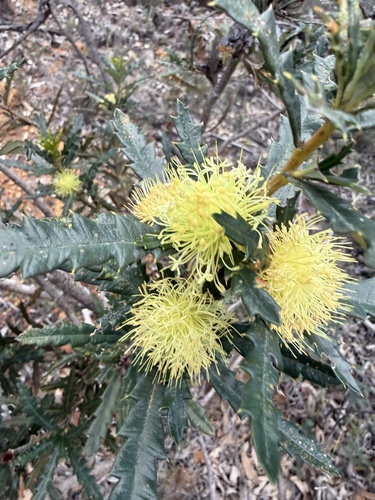 Banksia squarrosa squarrosa