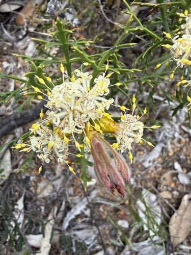 Petrophile striata