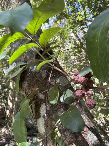 Guarea macrophylla, photograph 4