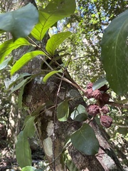 Guarea macrophylla, photograph author not stated, no rights reserved