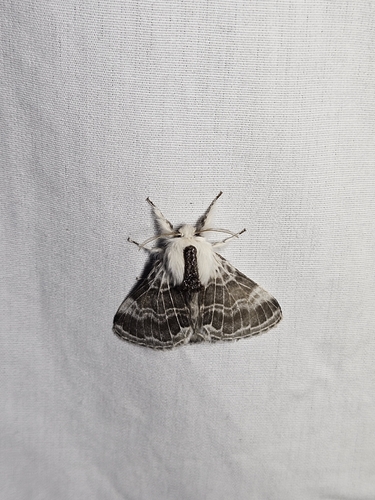 Large Tolype Moth