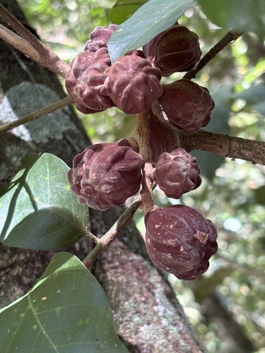 Guarea macrophylla, photograph 5