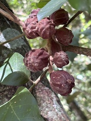 Guarea macrophylla, photograph author not stated, no rights reserved