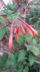 Fuchsia triphylla