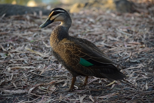 Pacific Black Duck