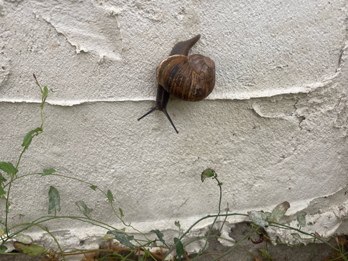 Garden Snail