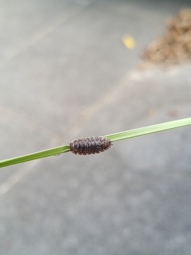 Common Rough Woodlouse