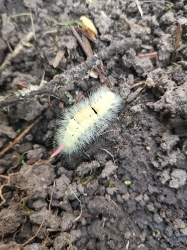 Pale Tussock Moth