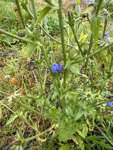 chicory